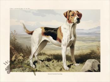 CFA Dog Danish Swedish Farmdog